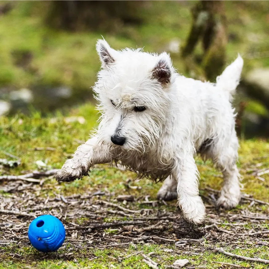 Chuckit! Dog Toy Crunch Ball Medium 2 Pk