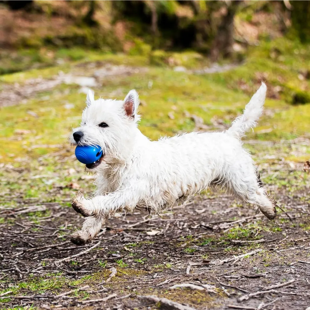 Chuckit! Dog Toy Crunch Ball Medium 2 Pk