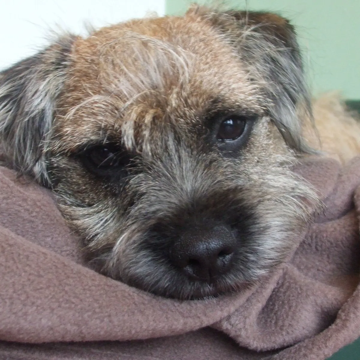 Large Fleece Pet Blankets